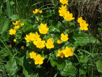 2013-05-14-sumpfdotterblumen-03521.jpg