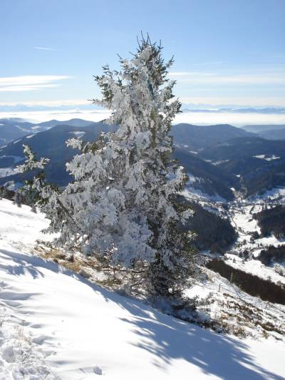 2012-10-30_winterbaum_boelchen_3273.jpg