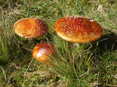 fliegenpilze.jpg